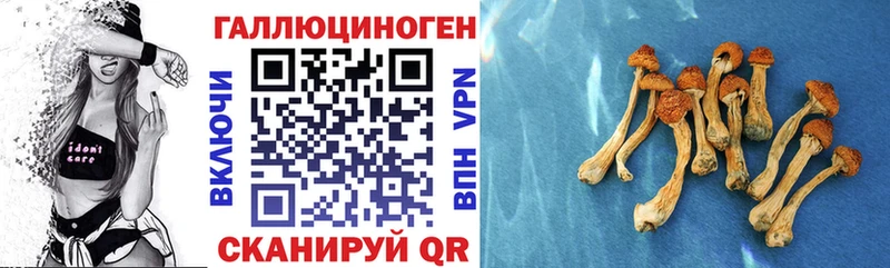 Псилоцибиновые грибы Cubensis Макарьев